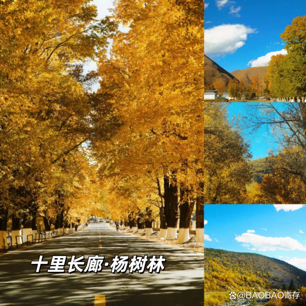 01 秋日杨树林