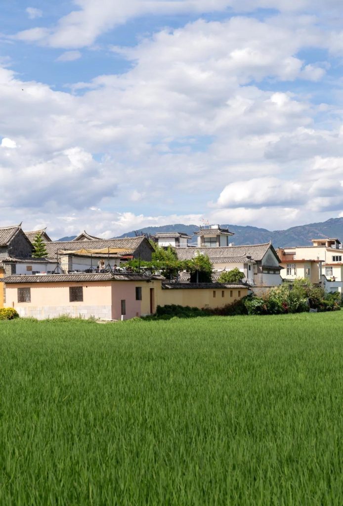 04 喜洲稻田
